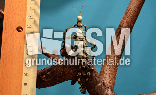 Australische Gespenstschrecke (05).jpg